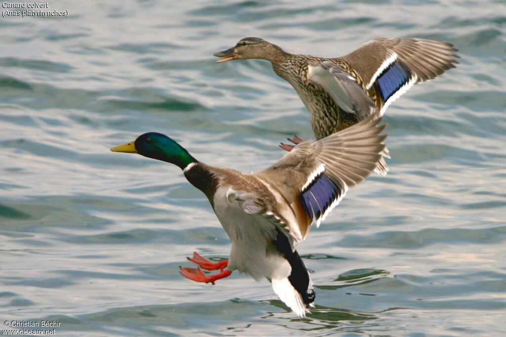 Canard colvert