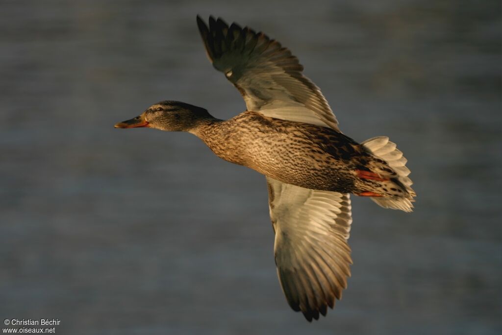 Canard colvert