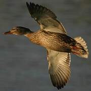 Mallard