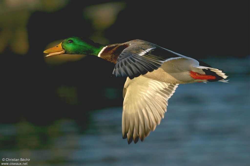 Canard colvert