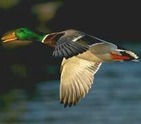 Mallard