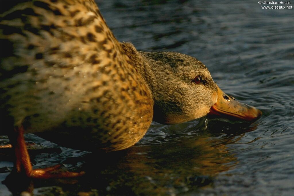 Canard colvert