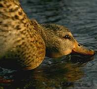 Canard colvert