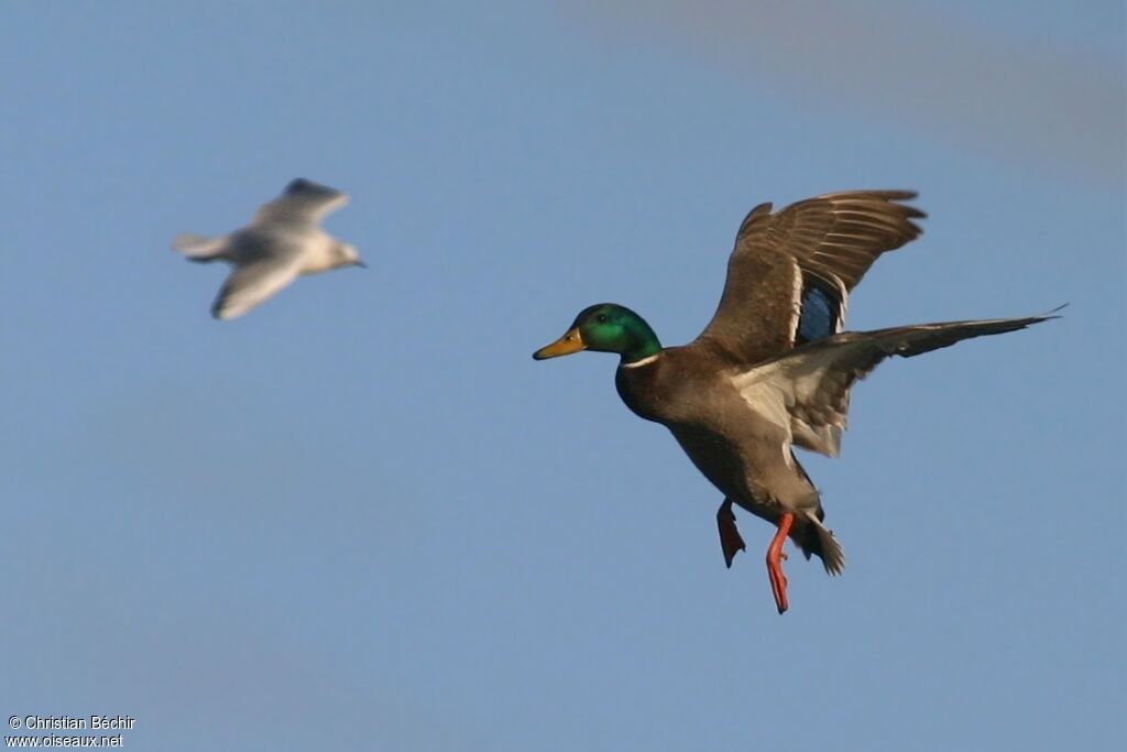 Canard colvert