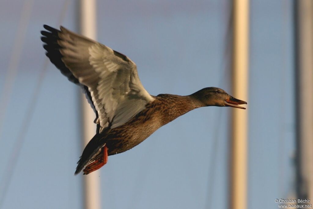 Canard colvert