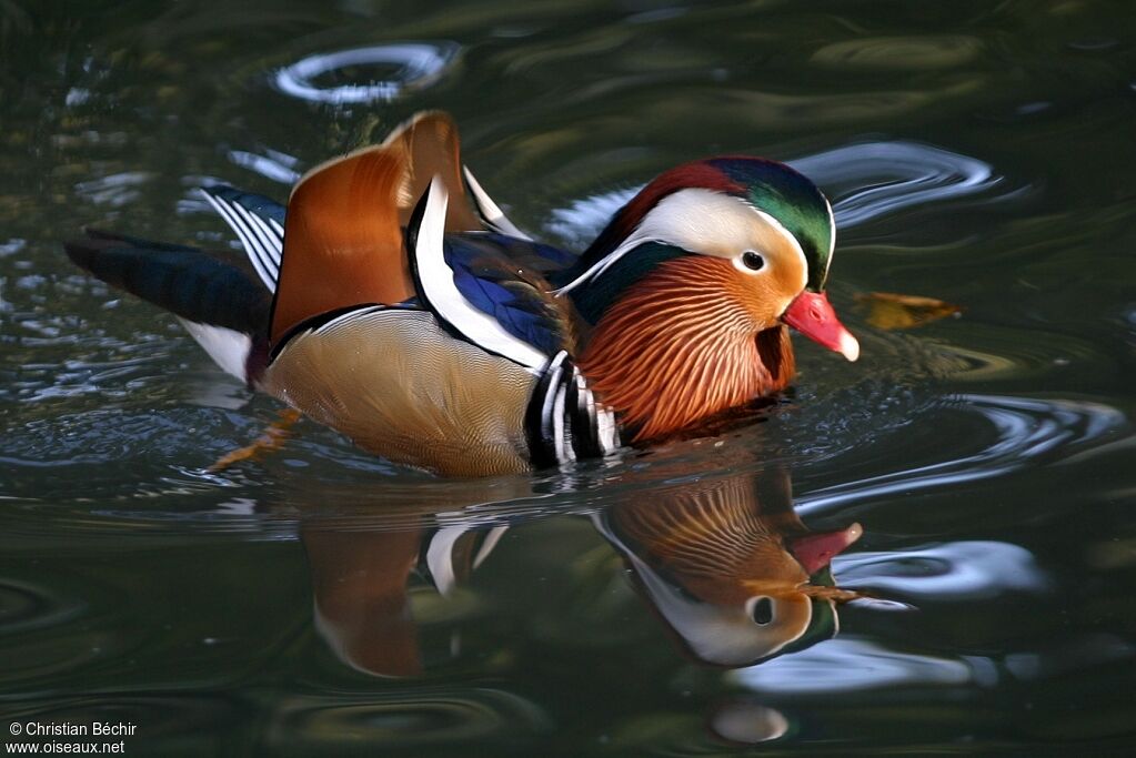 Canard mandarin