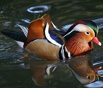 Mandarin Duck