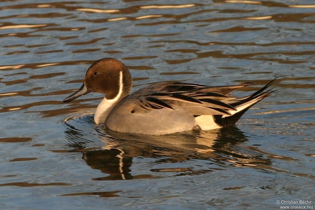 Canard pilet