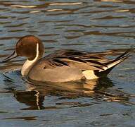 Northern Pintail