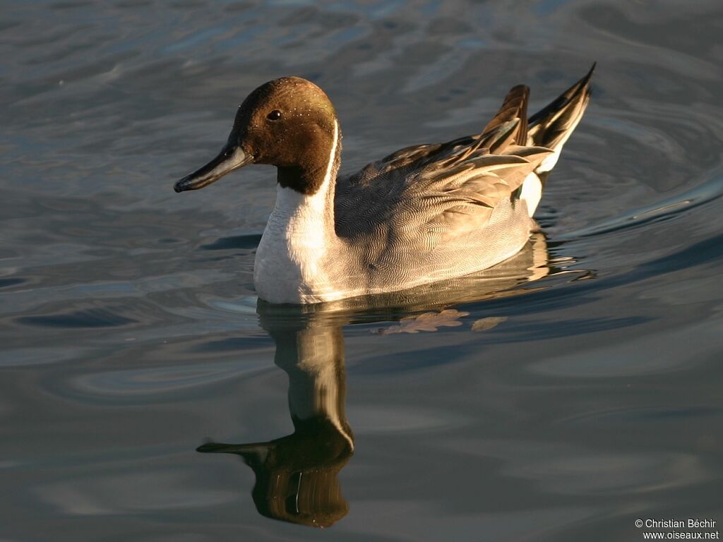 Canard pilet