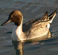 Northern Pintail