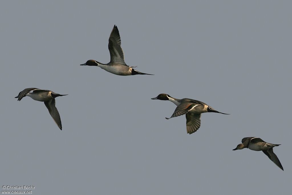 Northern Pintail