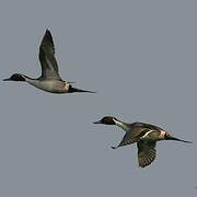 Northern Pintail