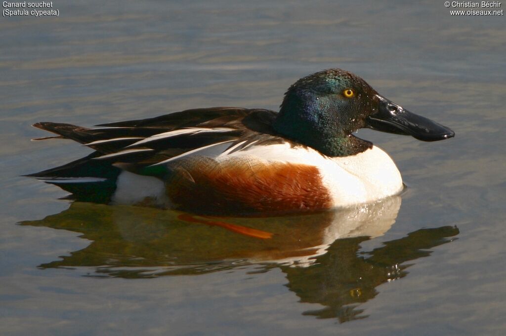 Canard souchet