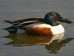 Canard souchet