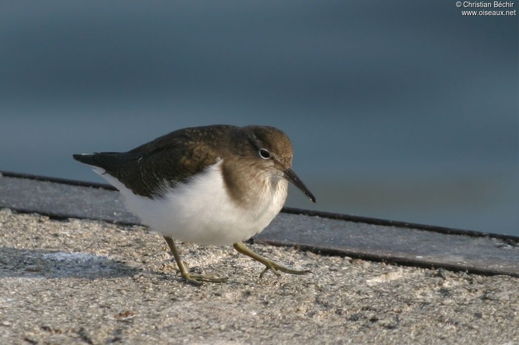 Common Sandpiper