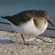 Common Sandpiper