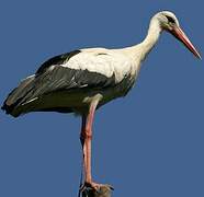 White Stork