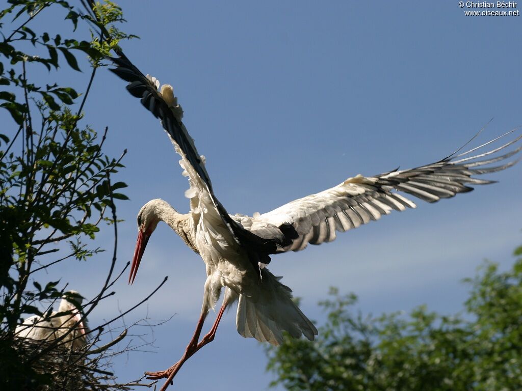 Cigogne blanche