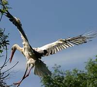 Cigogne blanche