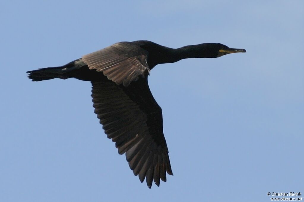 European Shag