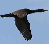 European Shag