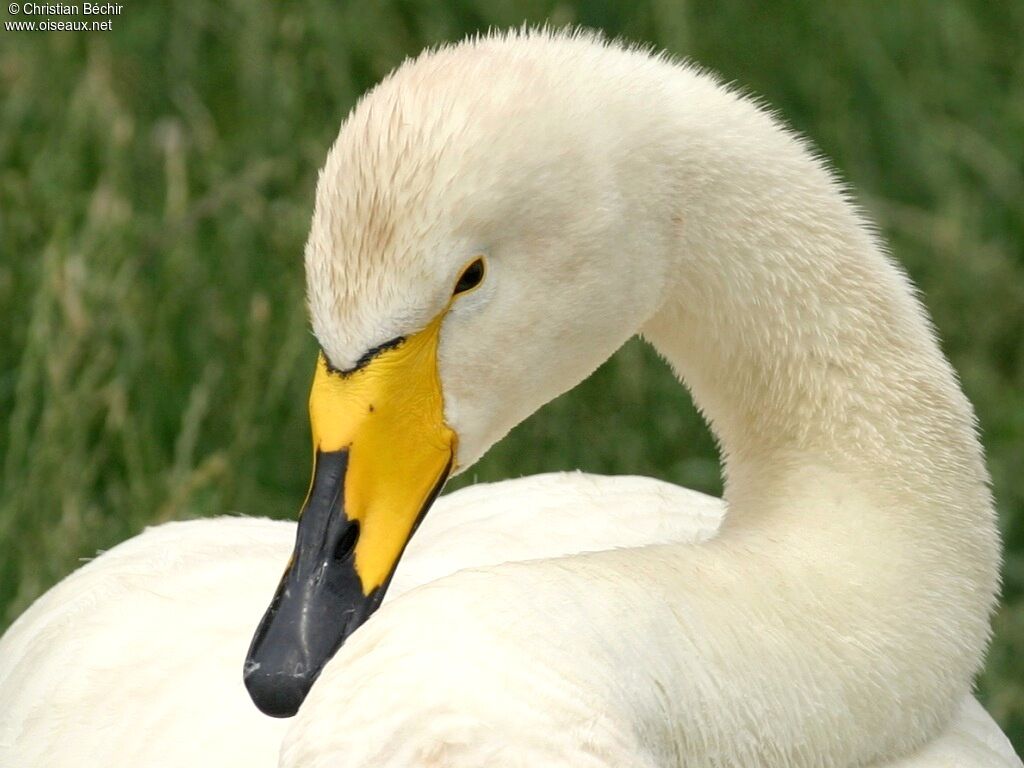 Whooper Swan