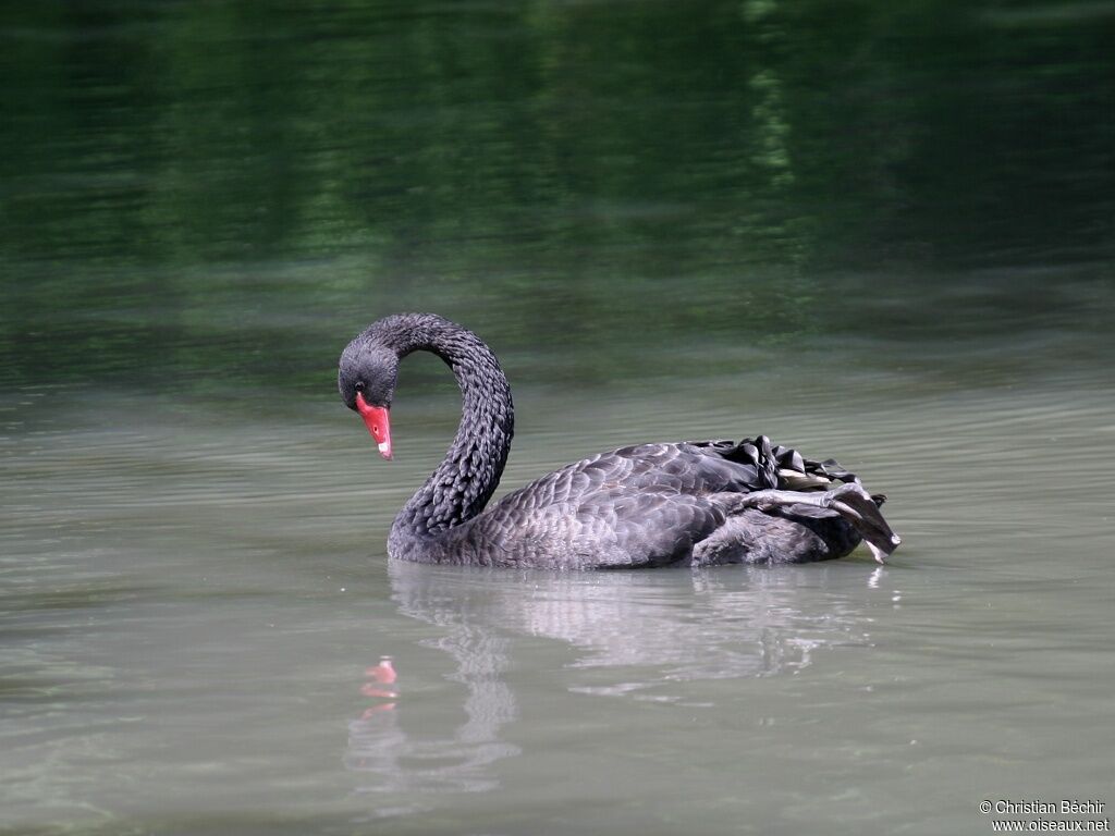 Cygne noir