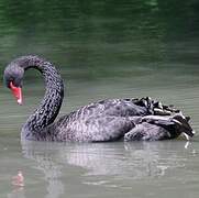 Black Swan