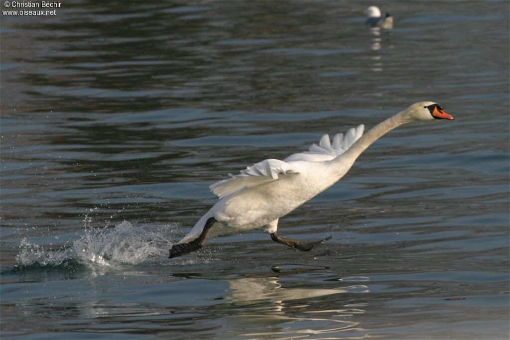 Cygne tuberculé