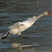 Cygne tuberculé