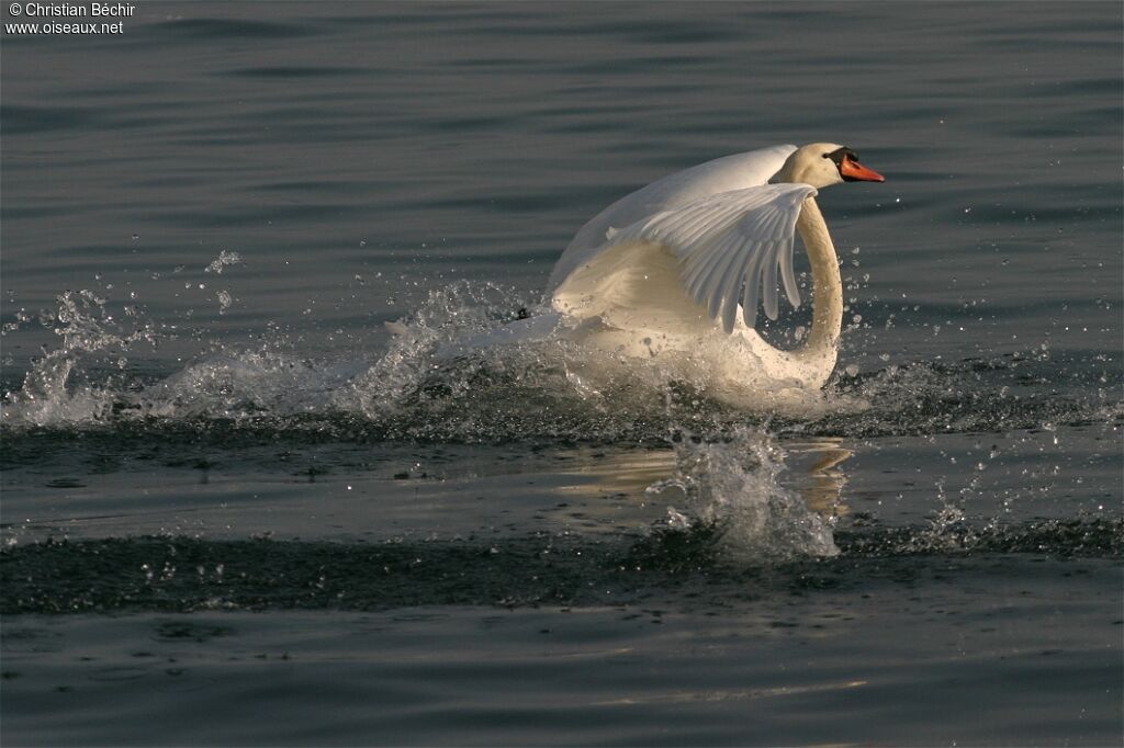 Mute Swan