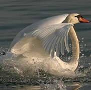 Cygne tuberculé