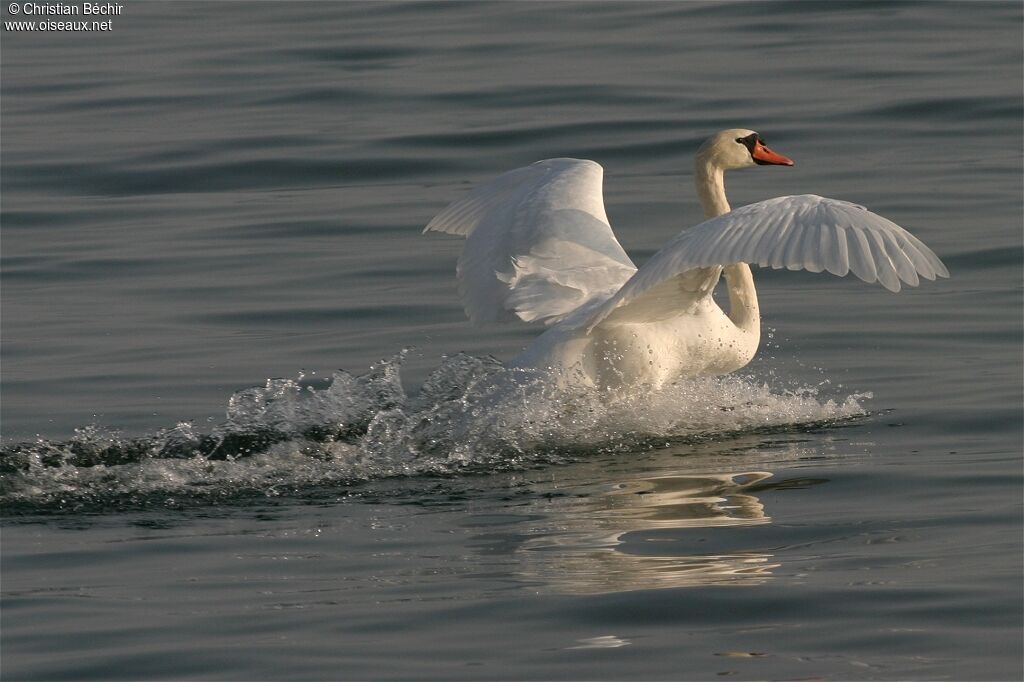 Cygne tuberculé