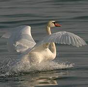 Cygne tuberculé