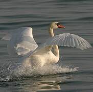 Mute Swan