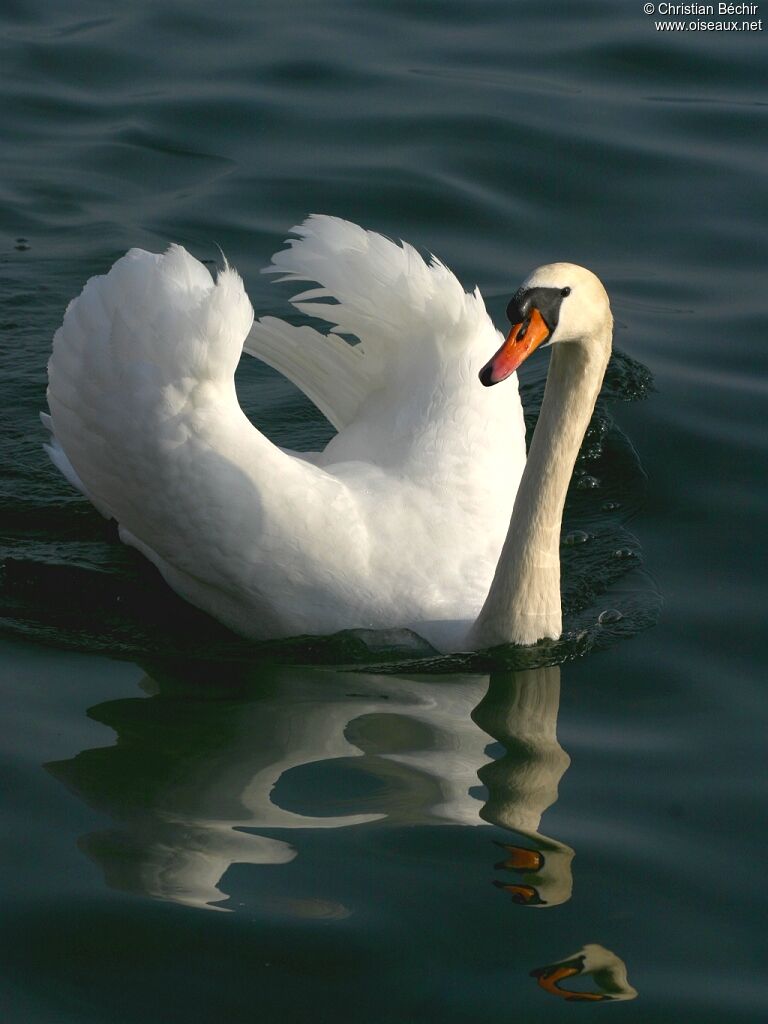 Cygne tuberculé