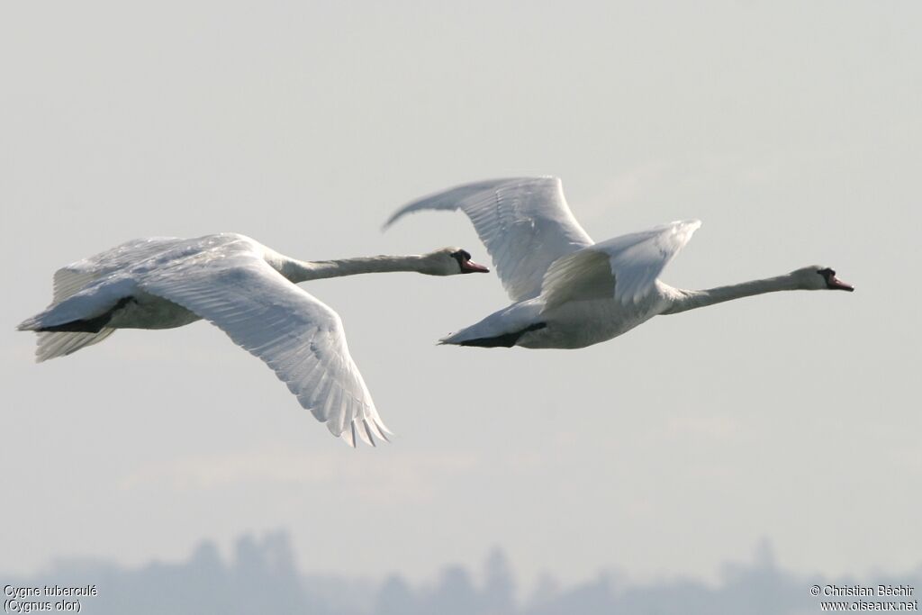 Cygne tuberculé