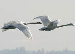 Mute Swan