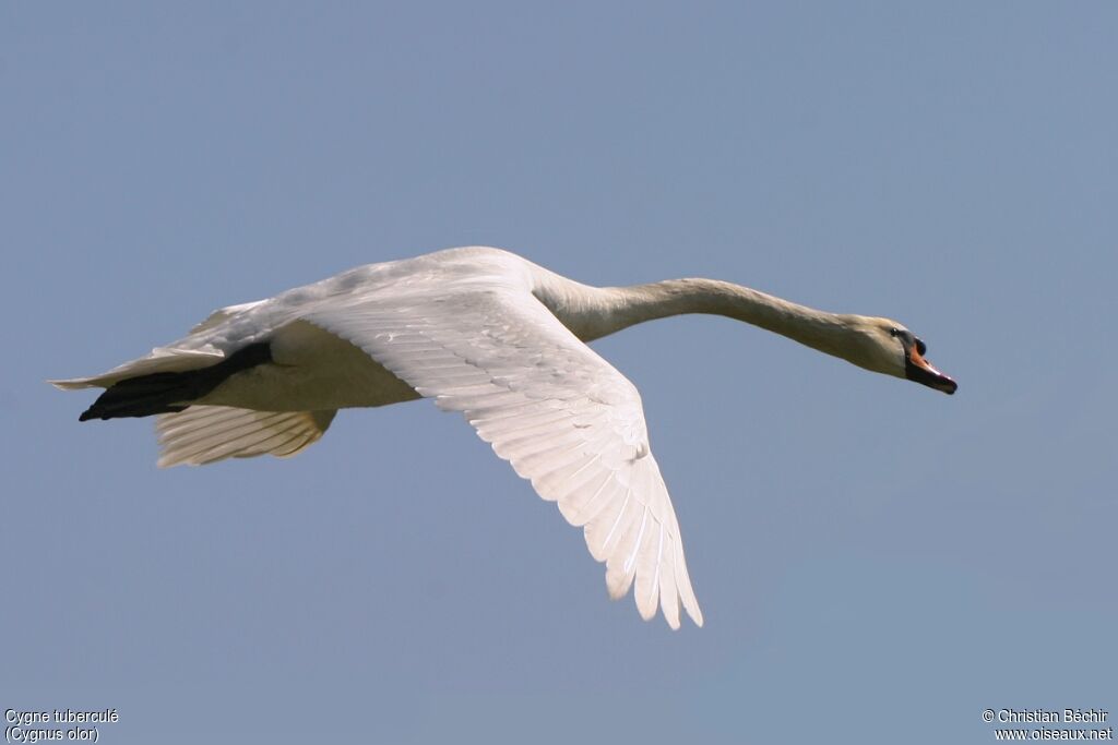 Mute Swan