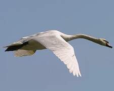 Mute Swan