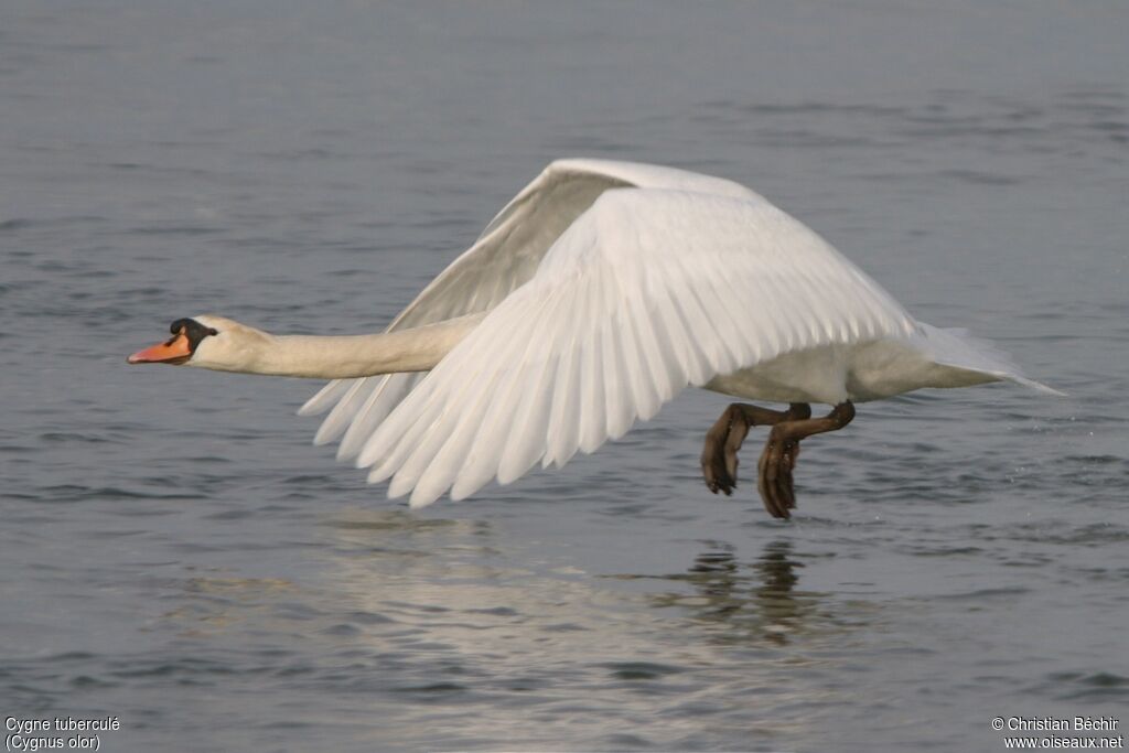 Mute Swan