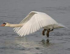 Mute Swan