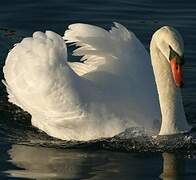 Mute Swan