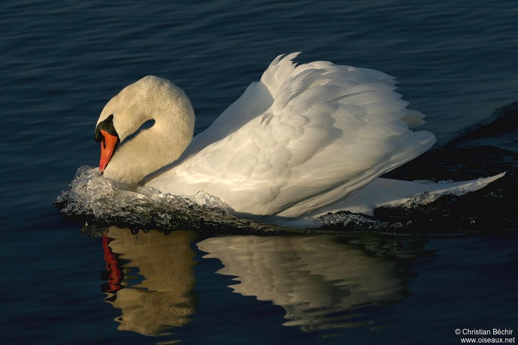 Mute Swan