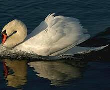 Cygne tuberculé