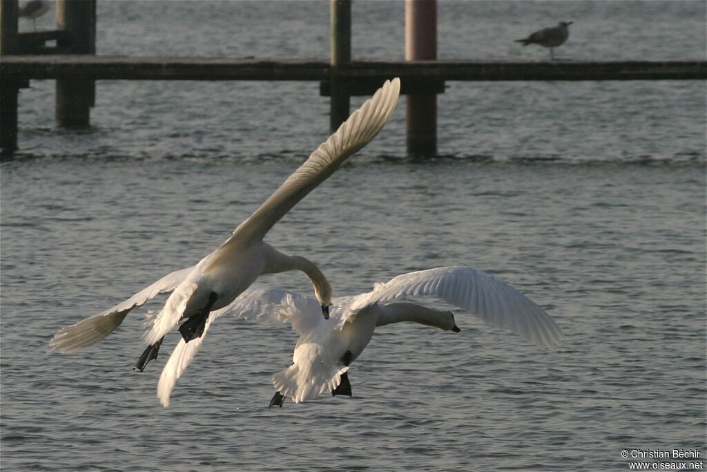 Mute Swan