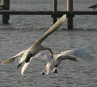 Cygne tuberculé