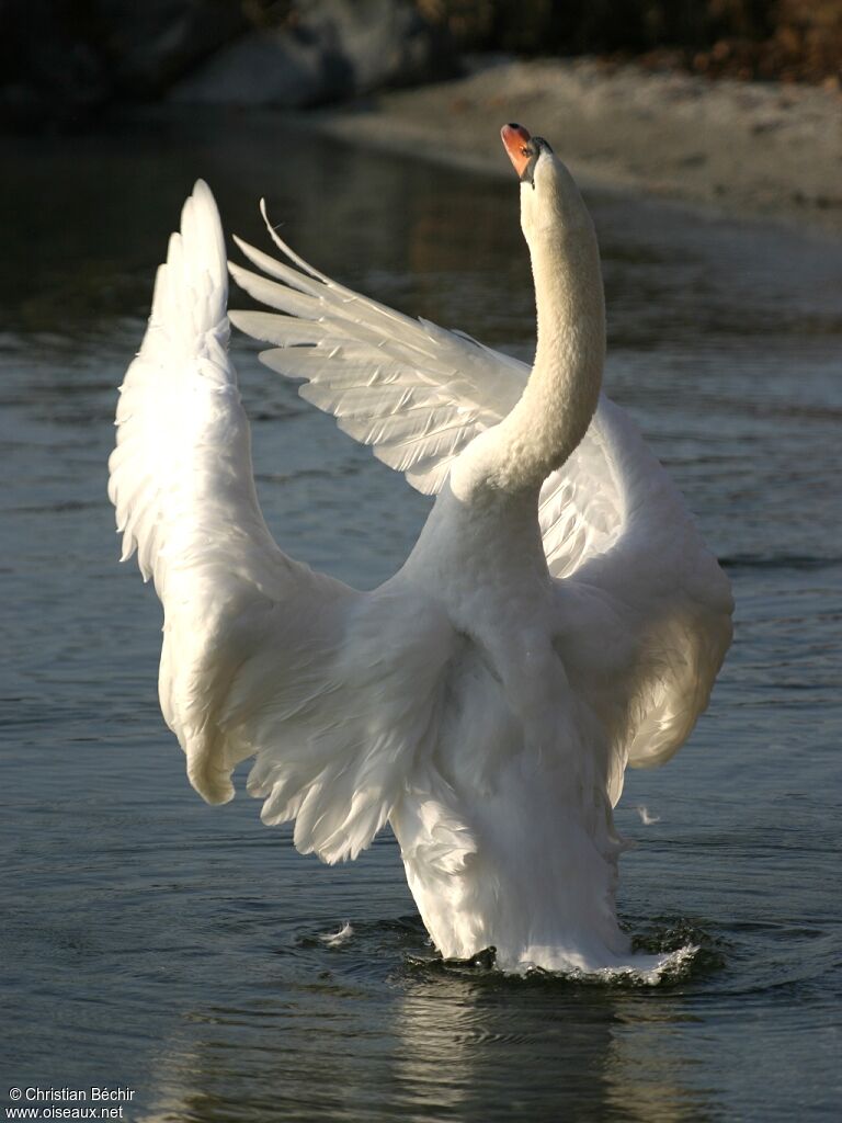 Cygne tuberculé