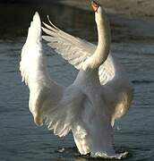 Cygne tuberculé